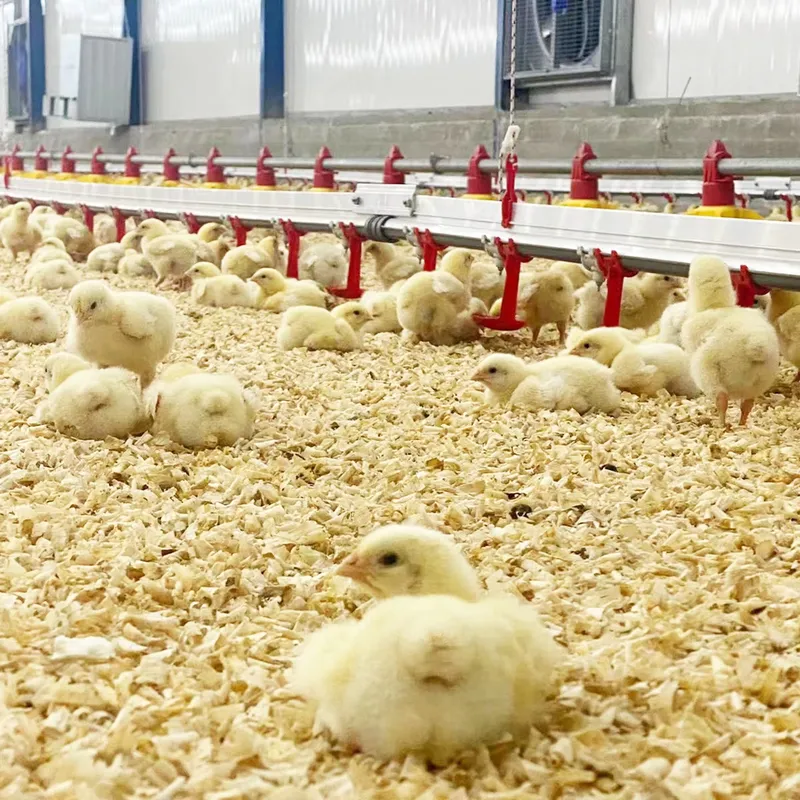 for Chicken Water Line System  - огляд і ціна Chicken Nipple Drinker